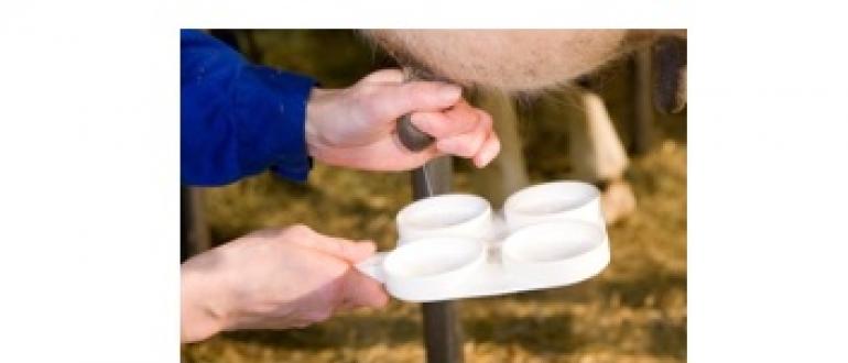 Организация и техника доения коров Технология машинного доения коров