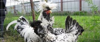 Павловские куры – описание породы, фото и видео Петухи и куры павловские золотистые правильный окрас