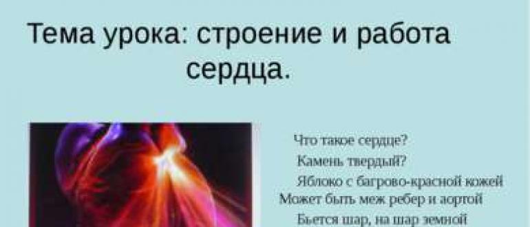 Работа сердца Сердце его строение фазы работы сердца презентация