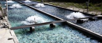 Какую рыбу лучше всего разводить дома